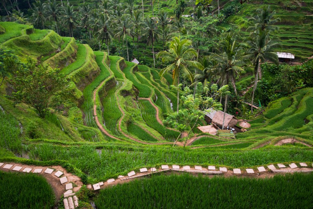 Tegalalang Ubud is the most popular iconic rice field in Bali